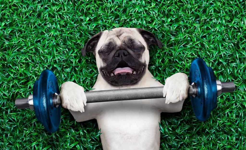  Do animals exercise to keep fit?