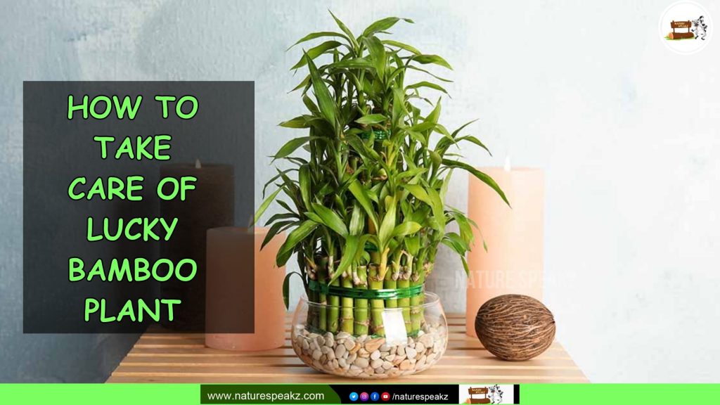 How to Take Care of Lucky Bamboo Plant
