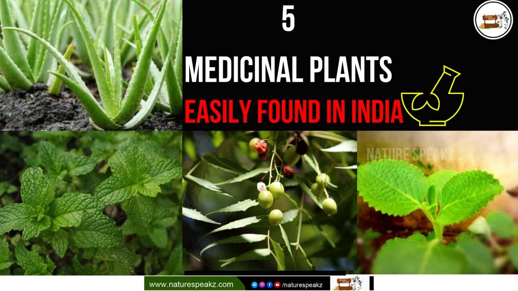 5 Medicinal Plants Easily Found in India