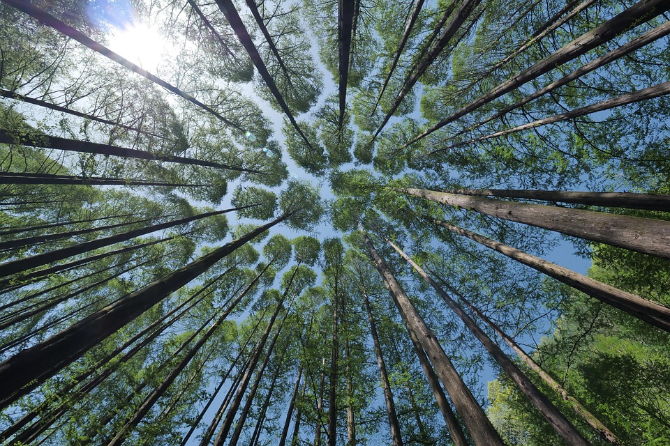 What is Crown shyness?