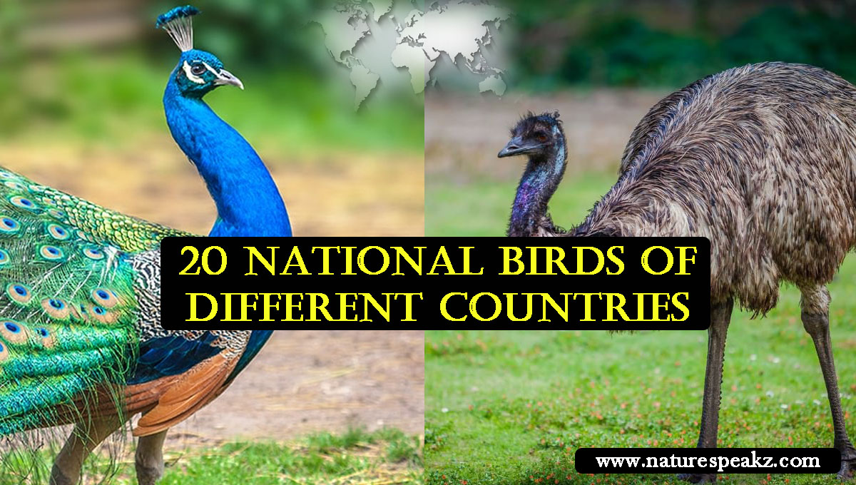 20 National birds of different countries