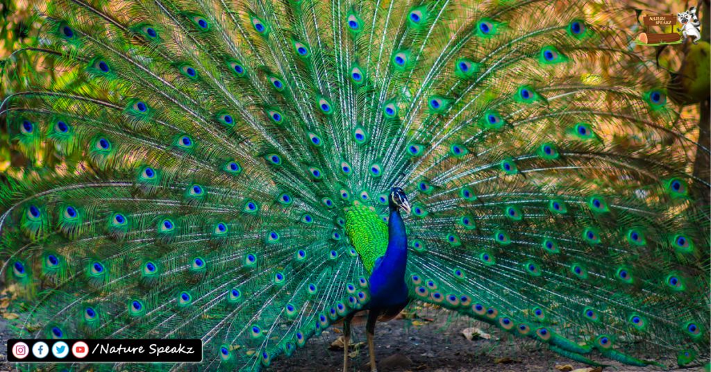 Peacock Photo HD