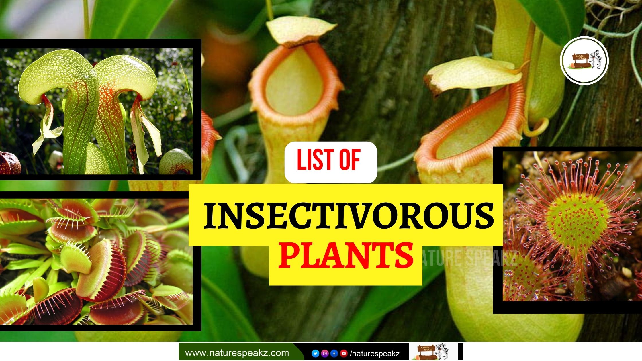 List of 5 Common Insectivorous Plants