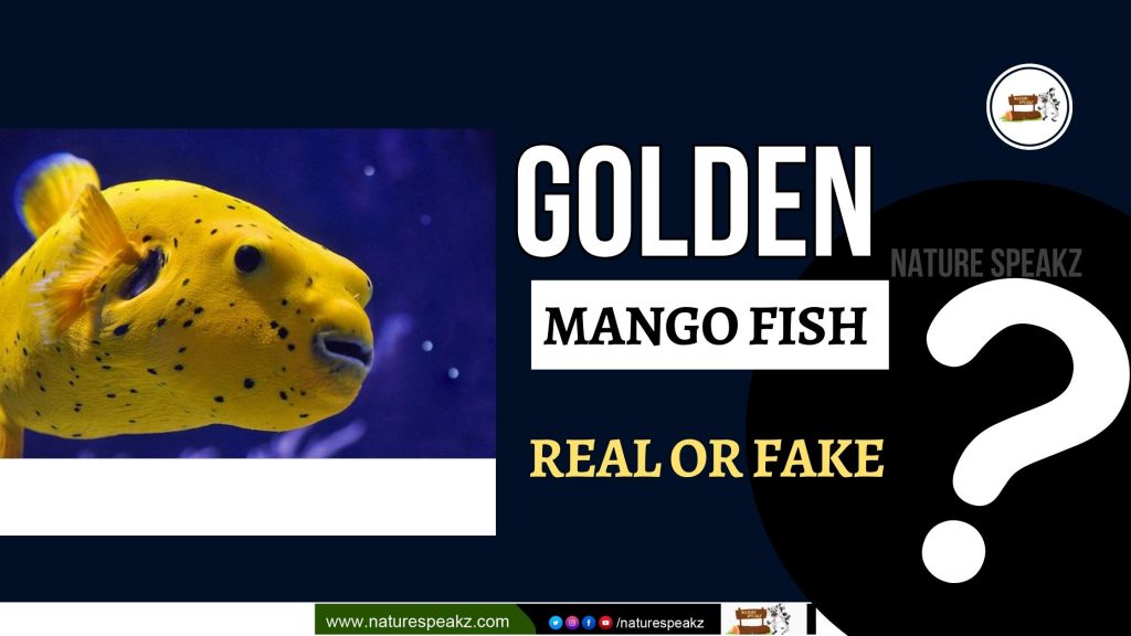 Golden Mango Fish Real or Fake