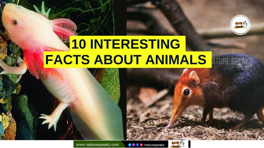10 interesting facts about animals