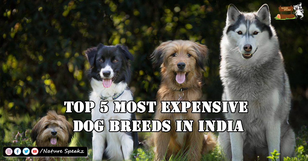 Top 5 Most Expensive Dog Breeds in India