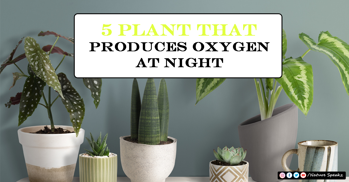 5 Plant That Produces Oxygen at Night 