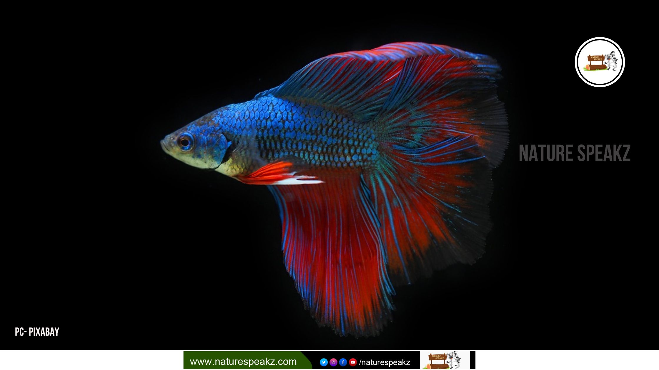 How to Keep a Betta Fish Healthy