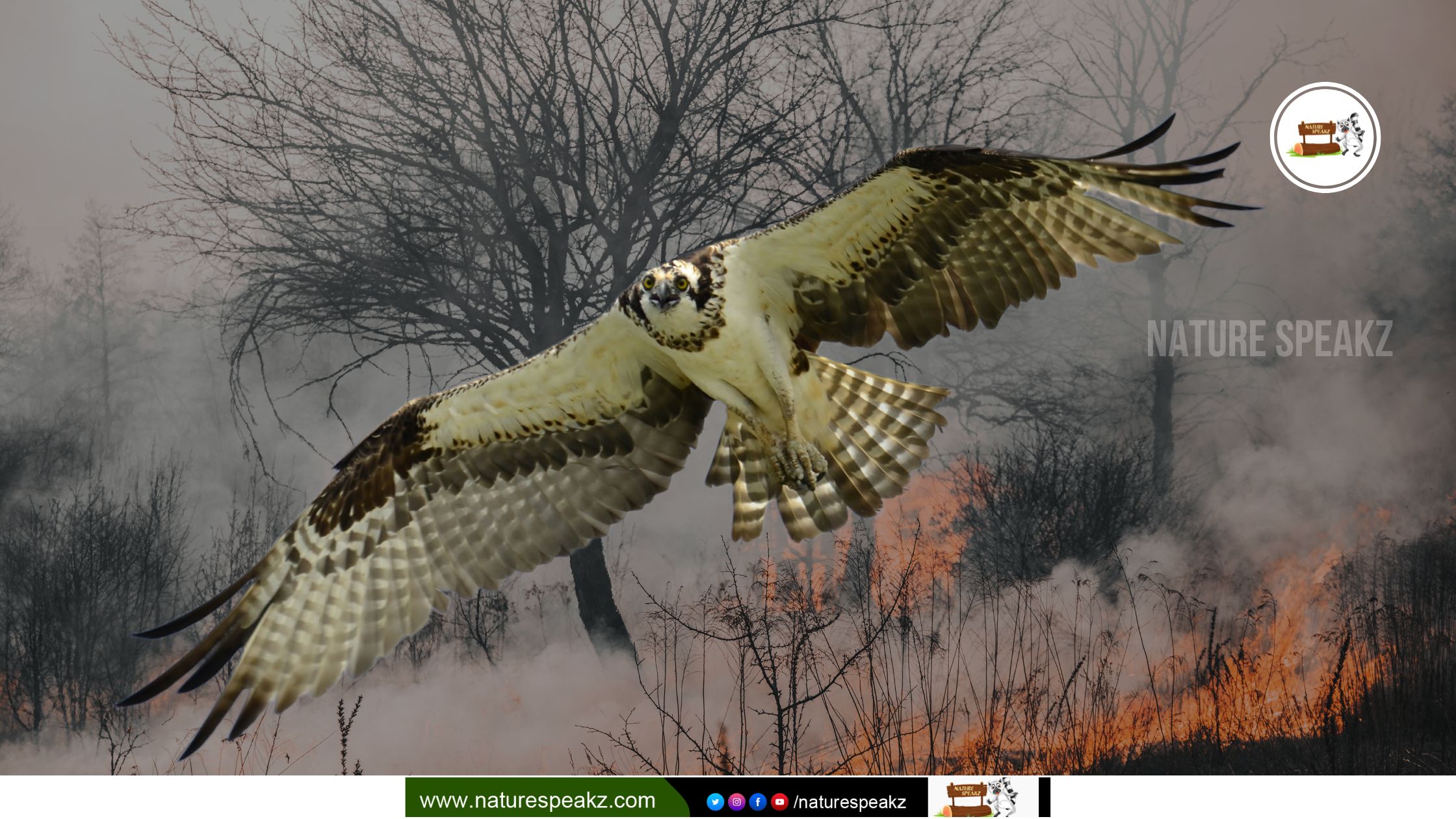 Does the Wildfire smoke affect birds too?