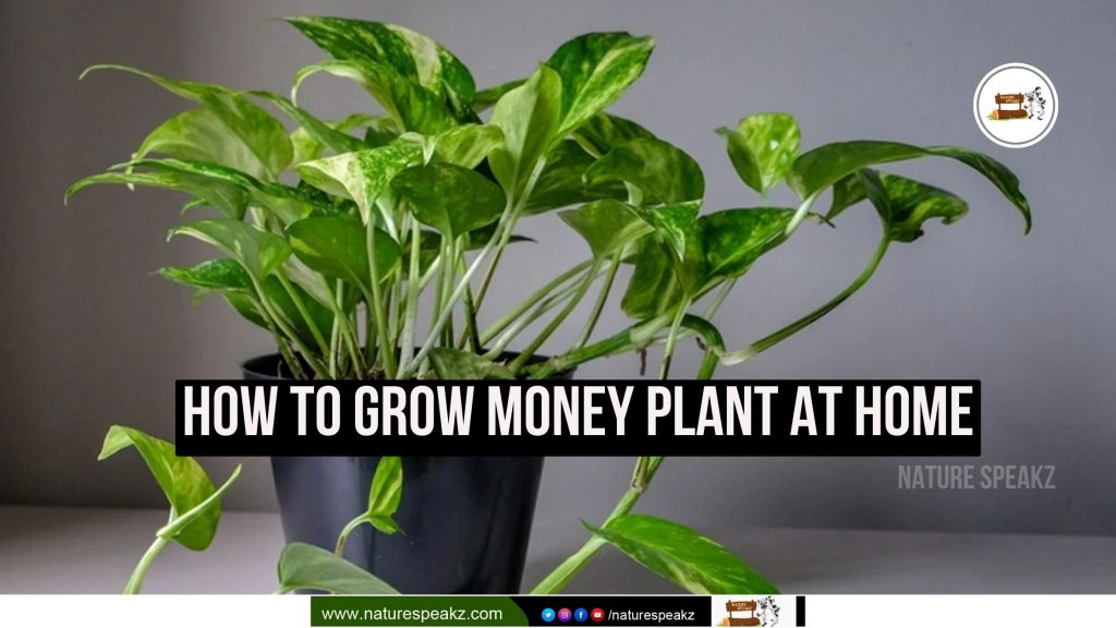 How to grow money plant At Home