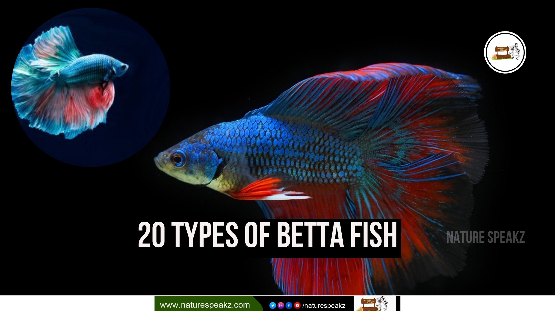 20 Types of Betta Fish