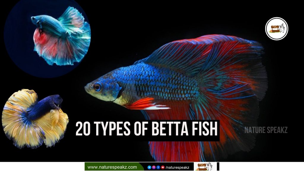20 Types of Betta Fish