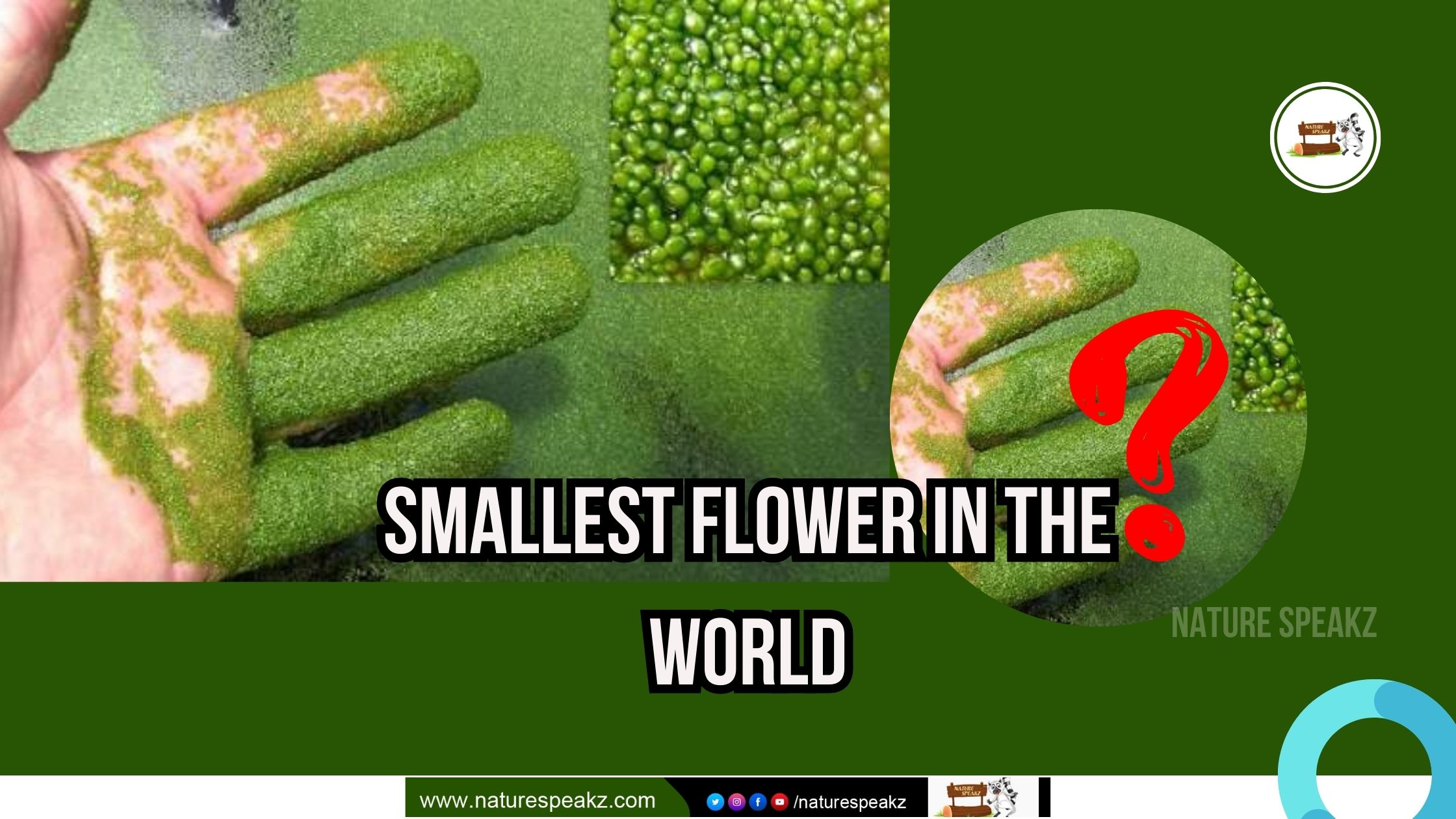 Smallest Flower in the World