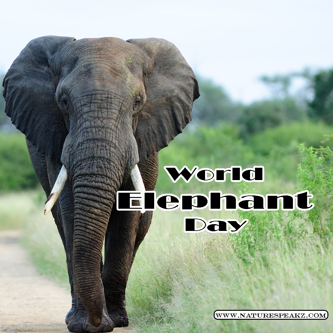 World Elephant Day 2023