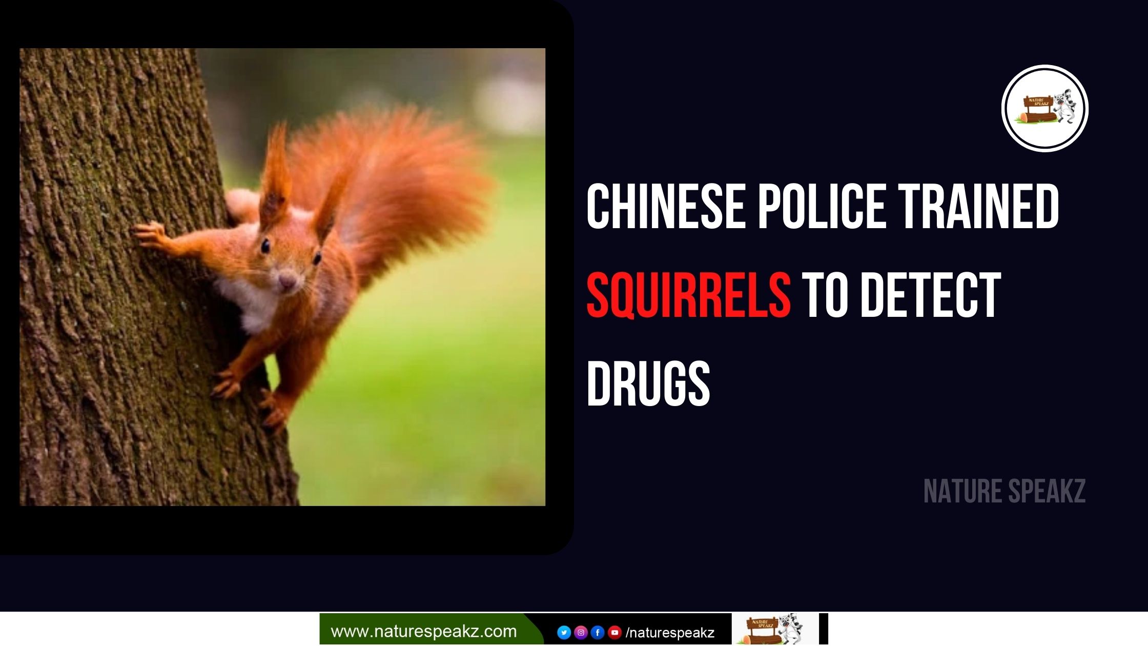 Trained Squirrels to Detect Drugs