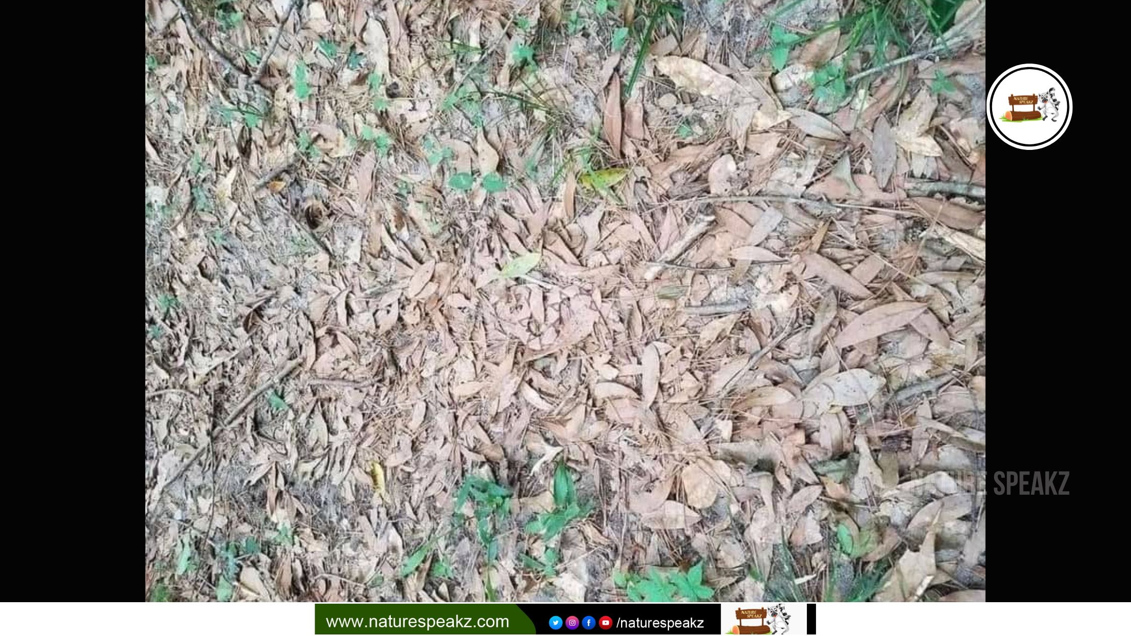 Find the Snake