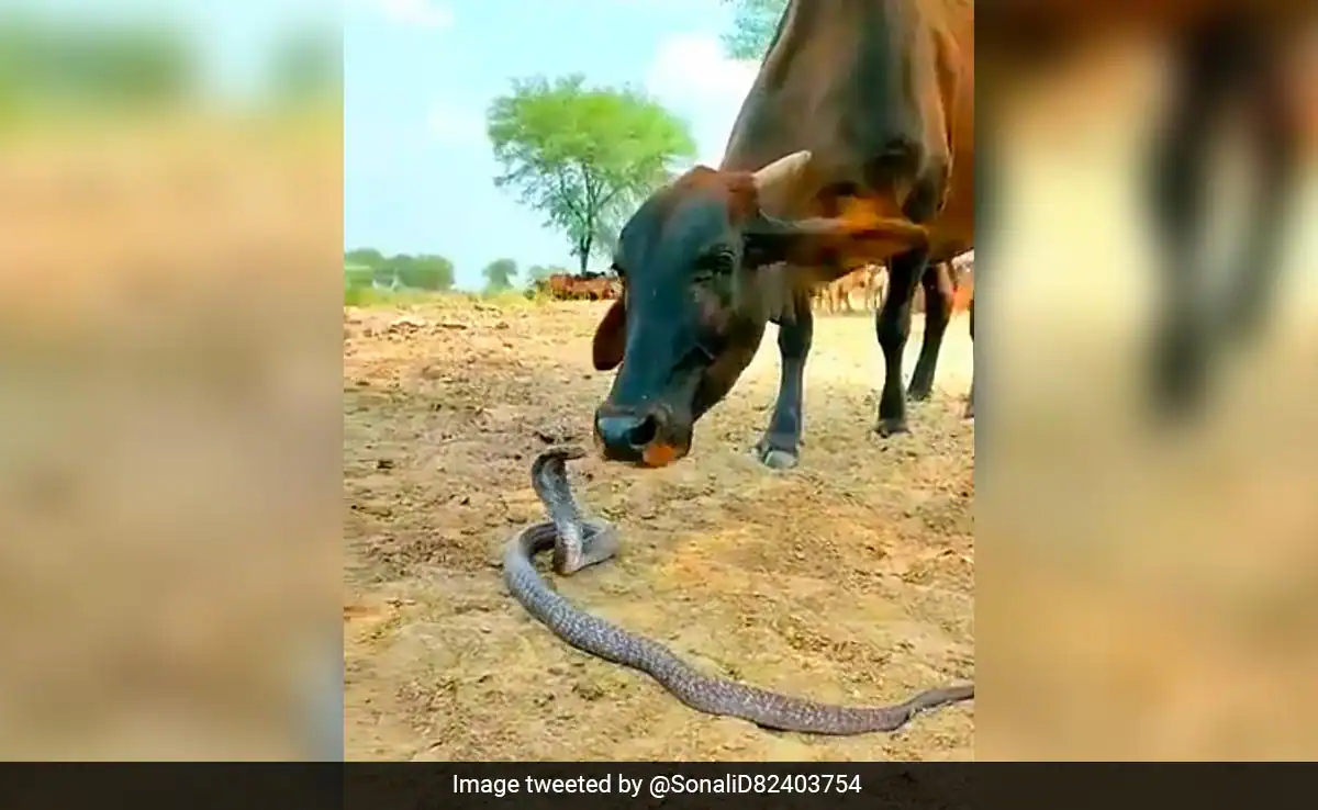 Video of Snake and Cow Playing Goes Viral