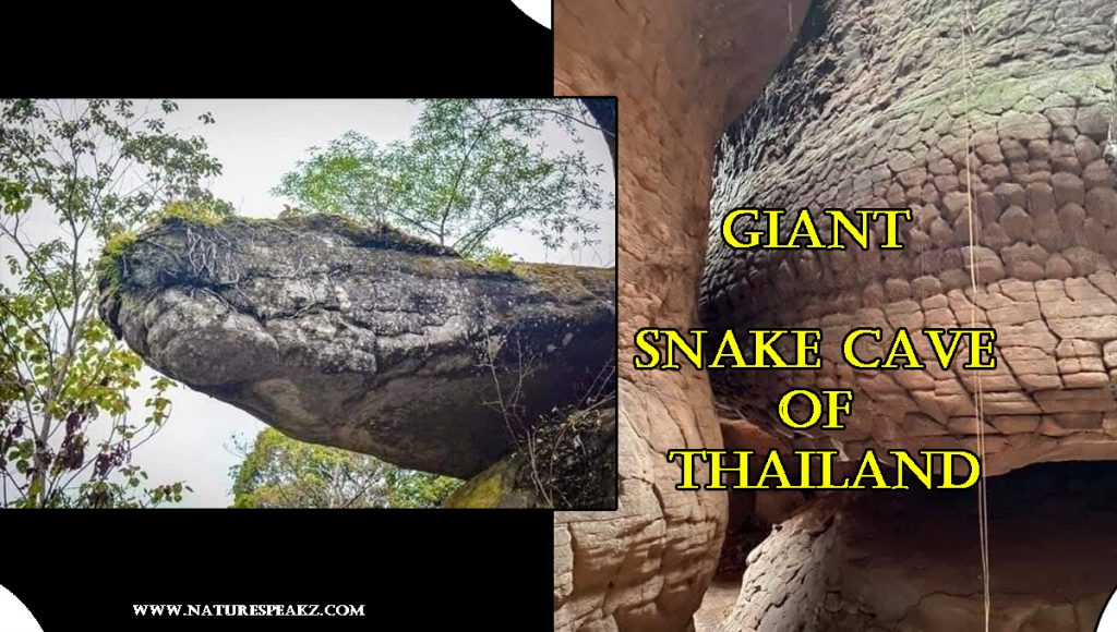 Snake Cave of Thailand