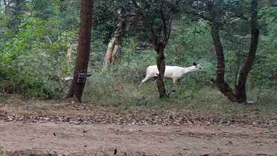 Rare White Sambar Deer Spotted at Cauvery Wildlife Sanctuary