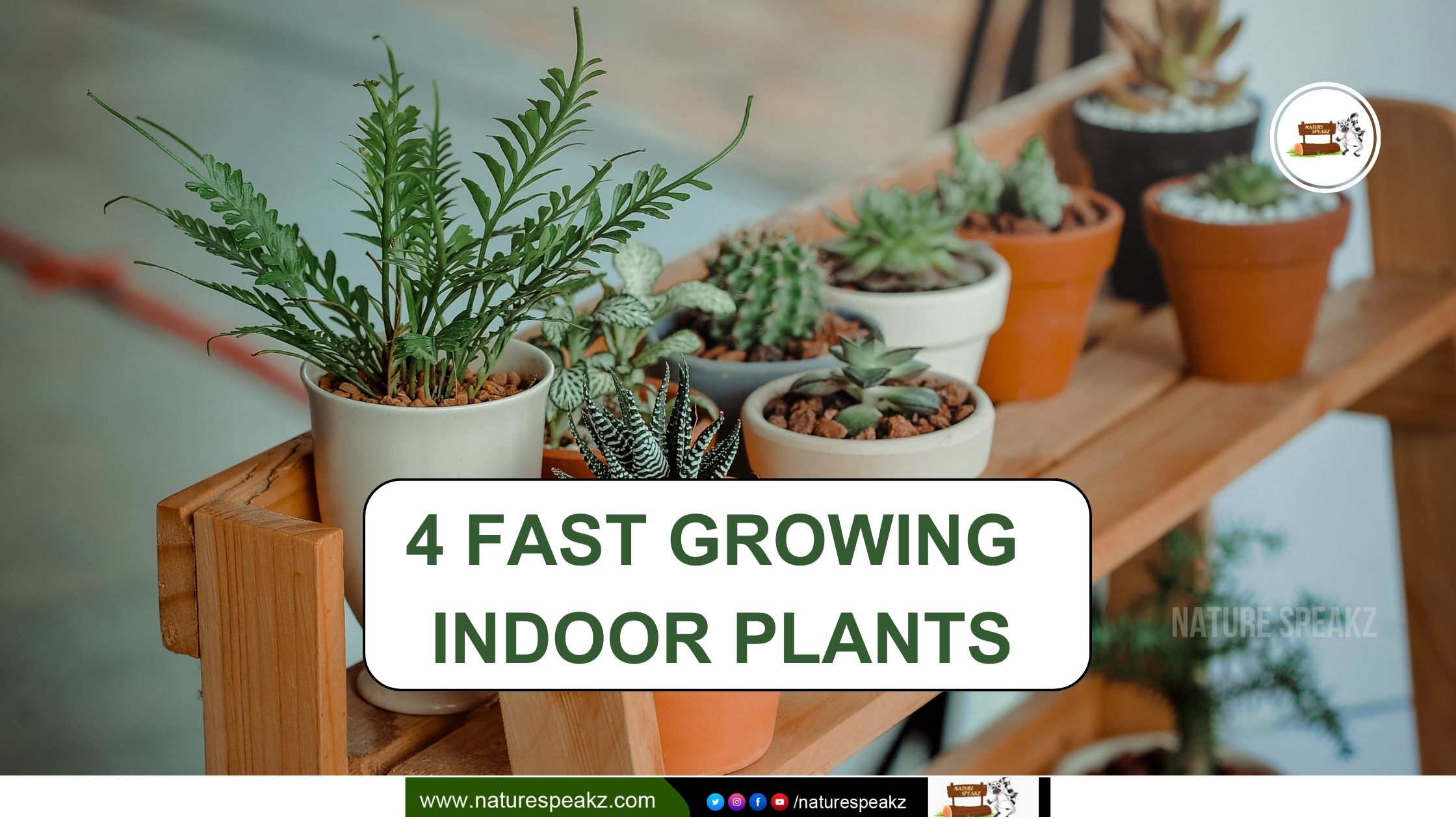 4 Fast Growing Indoor Plants