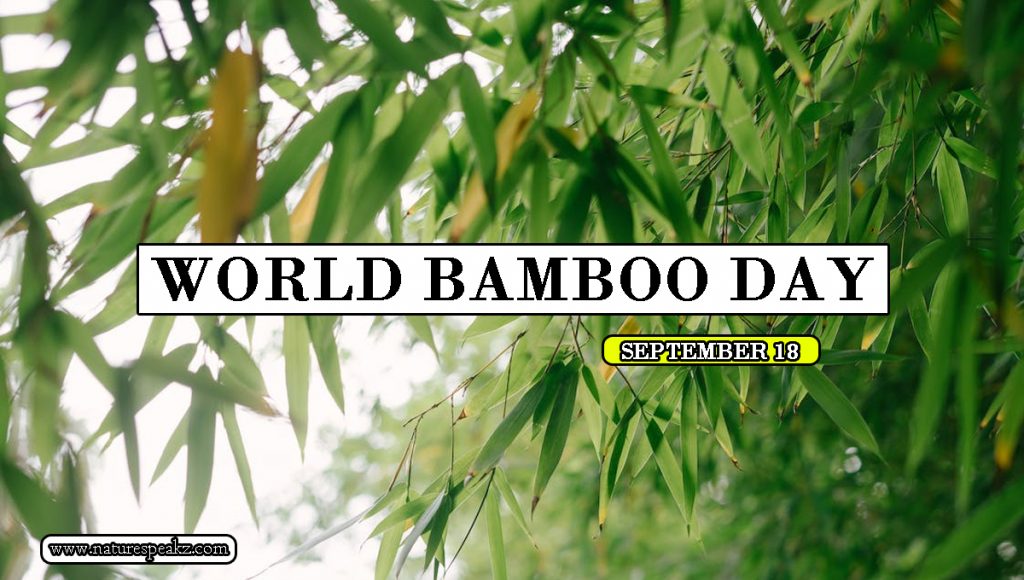 World Bamboo Day 2023