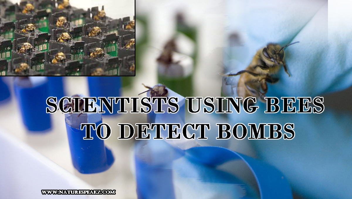 Scientists Using Bees To Detect Bombs
