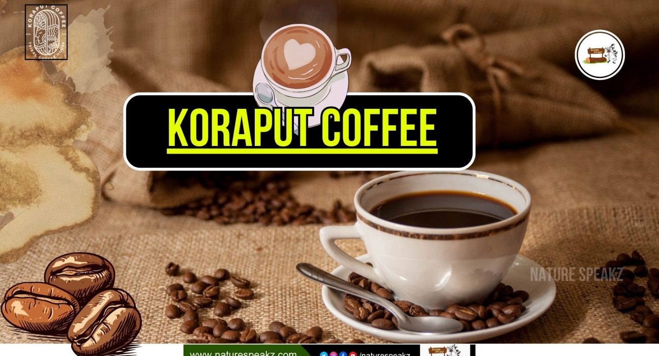 Koraput Coffee