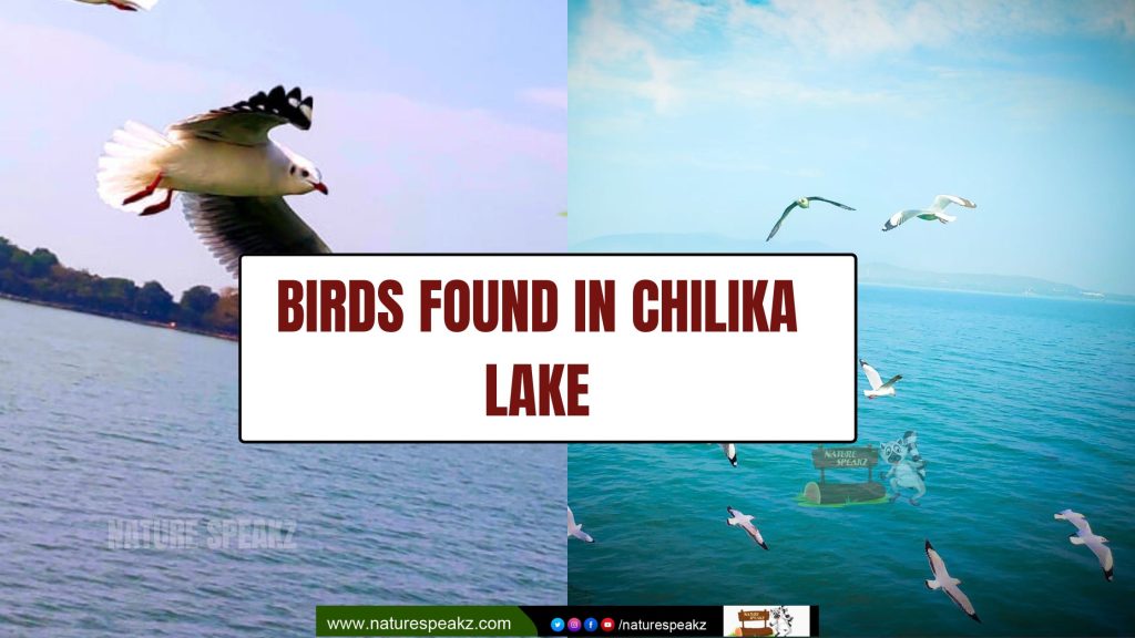 Birds Found in Chilika Lake