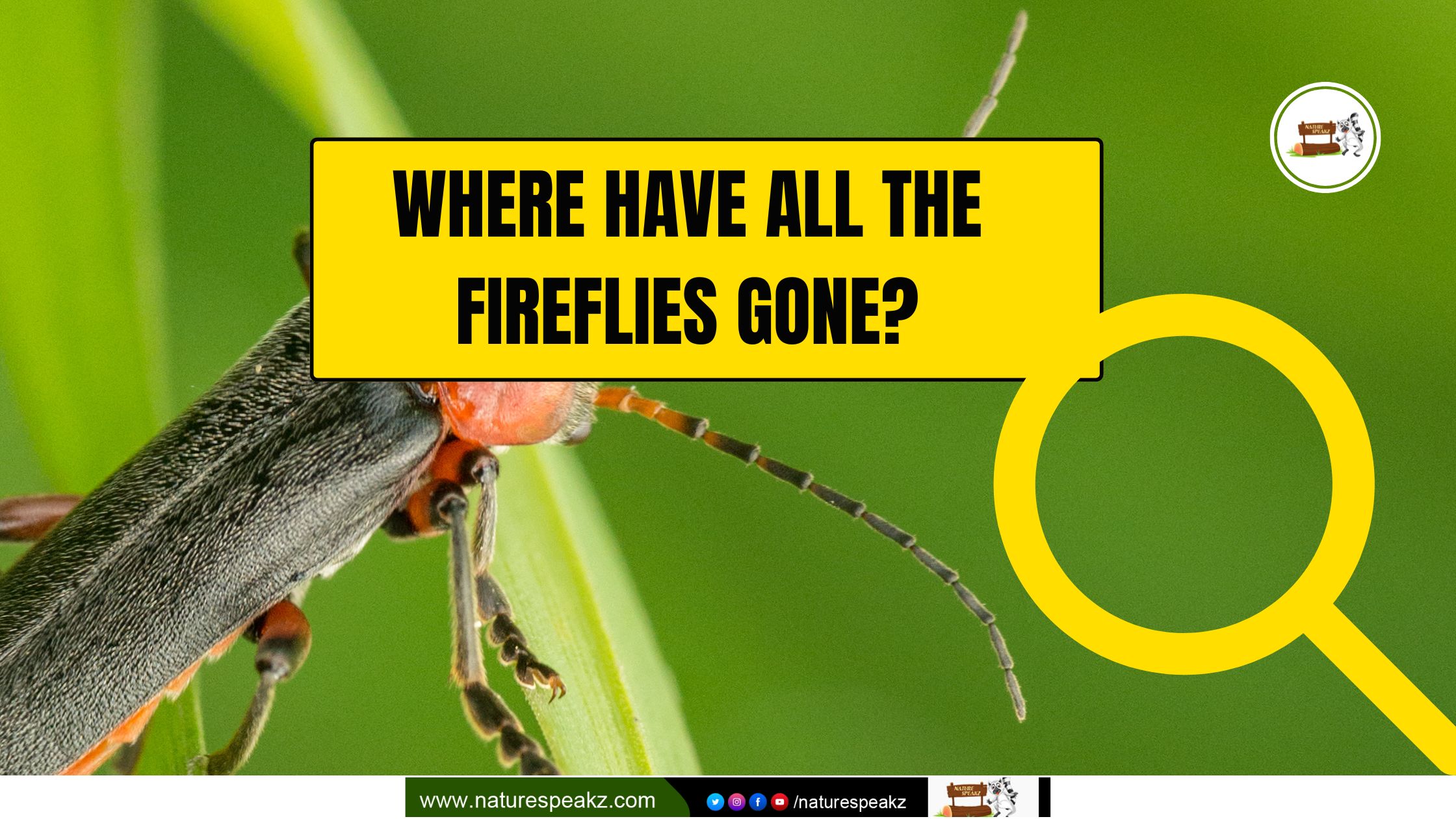 Where Have All the Fireflies Gone?