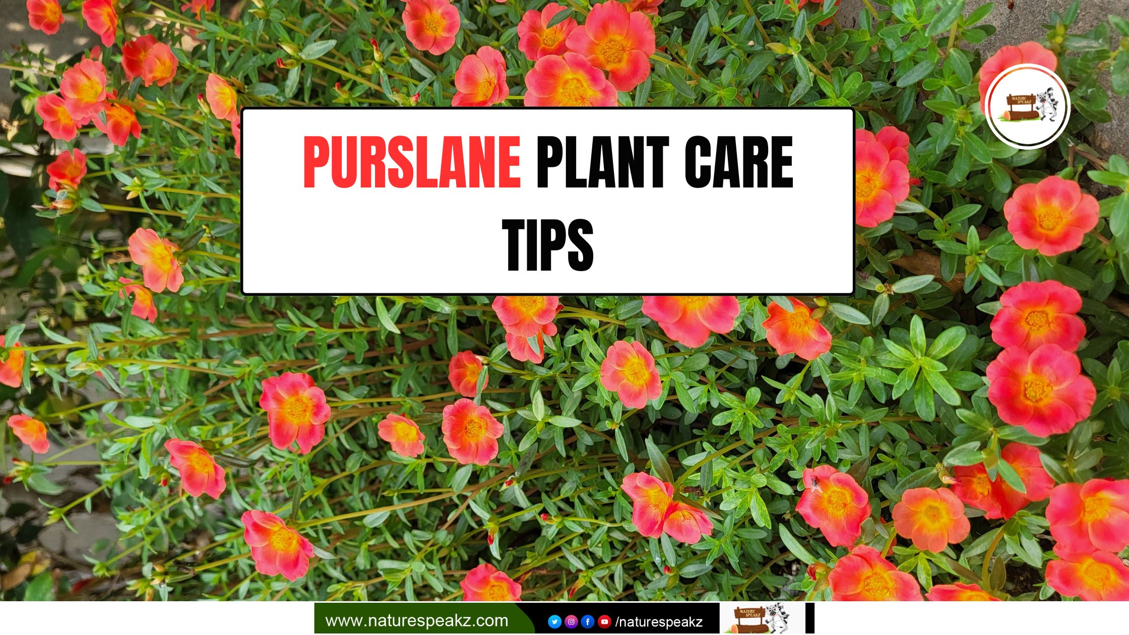 Purslane Plant Care Tips