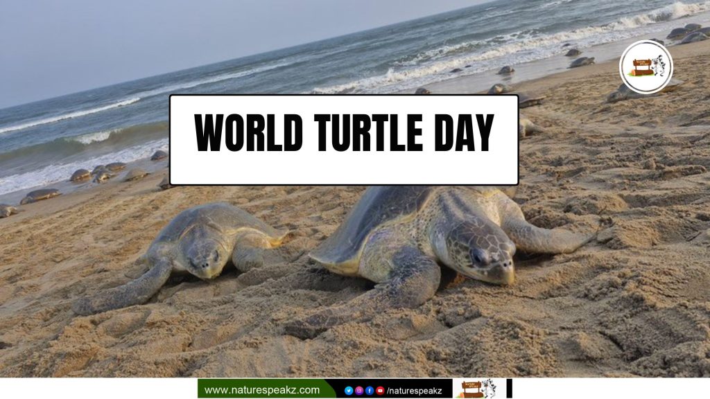 World Turtle Day - 2025
