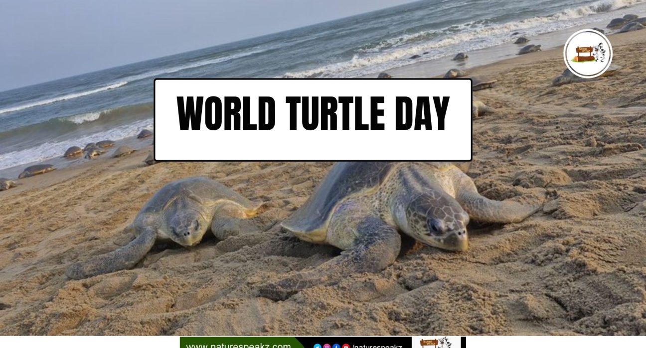 World Turtle Day - 2025