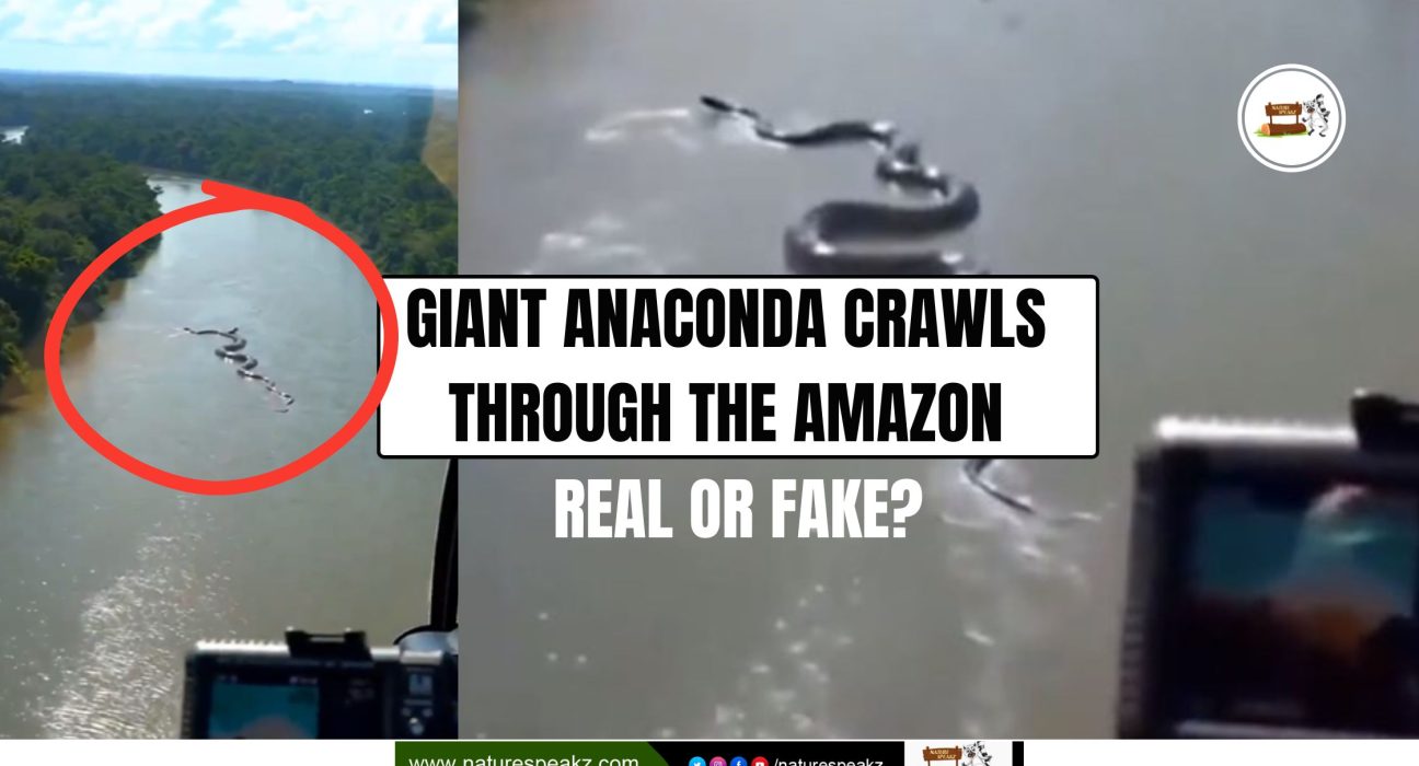 Giant Anaconda Crawls Through the Amazon