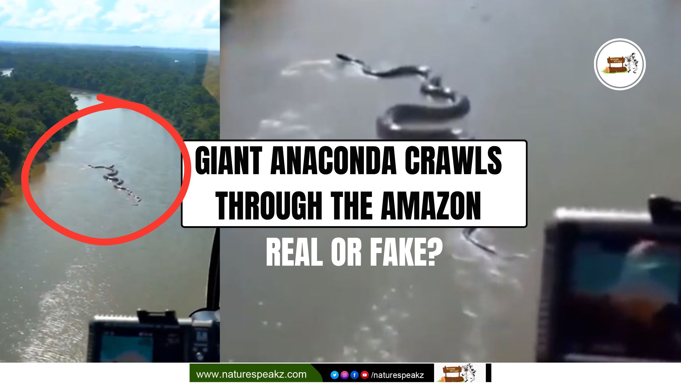Giant Anaconda Crawls Through the Amazon