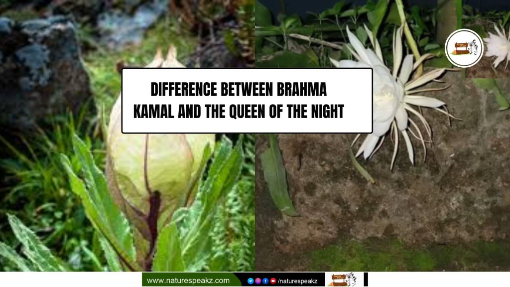 Brahma Kamal vs Queen of the Night