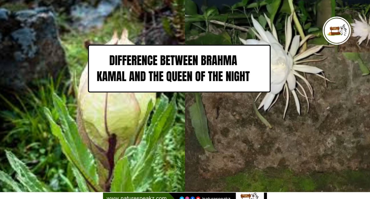Brahma Kamal vs Queen of the Night
