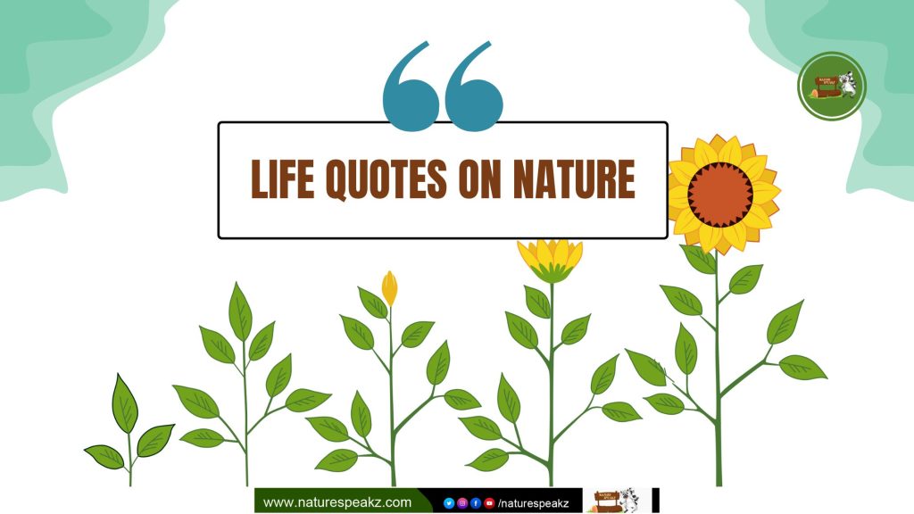 Life Quotes on Nature